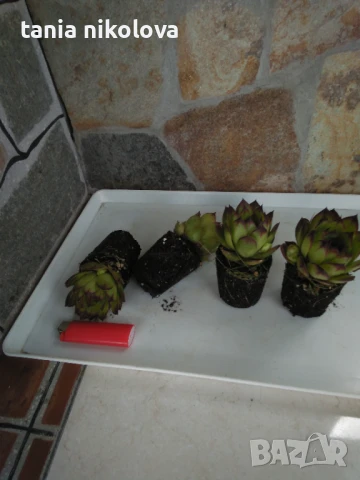  Дебелец  и седум, снимка 3 - Градински цветя и растения - 50743765