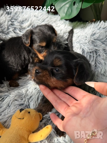 Йоркширски териерчета свободни за капариране, снимка 5 - Йоркширски териер - 53936222