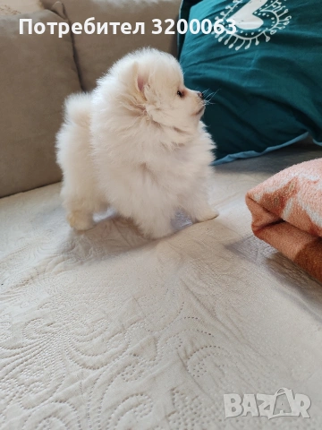 Померан мини шпиц., снимка 2 - Померан - 53913386