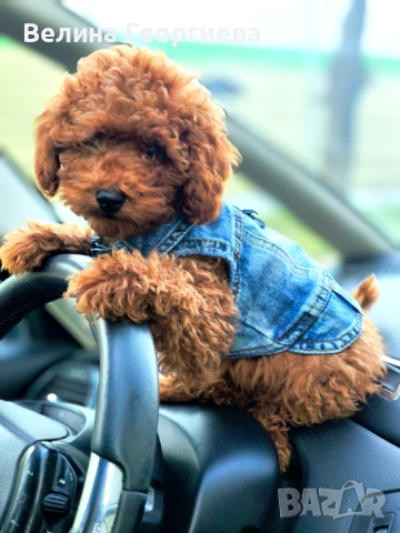 Продавам Той пудел мъжко на 3 месеца , снимка 2 - Пудели - 53601903