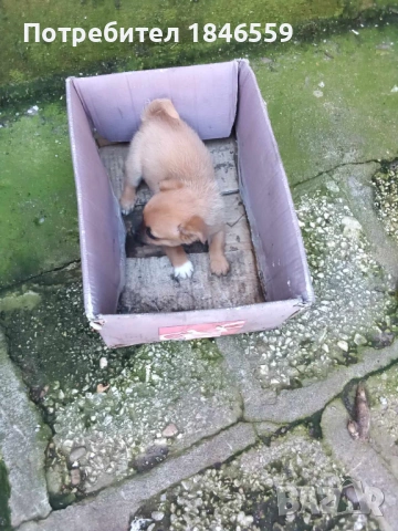 Малки маймунки , снимка 6 - Пекинез - 53931339