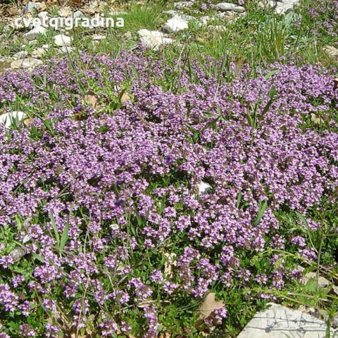 Thymus serpyllum Shepherds(Пълзяща мащерка), снимка 3 - Градински цветя и растения - 46113489