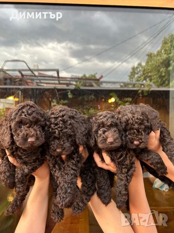 Той пудел Toy poodle , снимка 6 - Пудели - 46065409