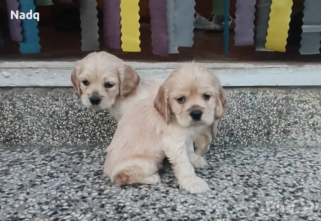 Кокер шпаньол , снимка 2 - Кокер шпаньол - 52849836