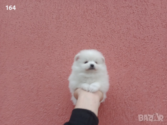 Померани. Реални снимки от 05.01.26 г. , снимка 6 - Померан - 52926285