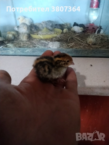 Яйца от пъдпъдъци разплодни и за консумация , снимка 6 - други­ - 52701949