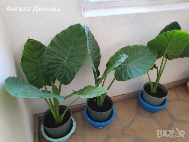 Продавам трилистник-алоказия, снимка 3 - Стайни растения - 52417633