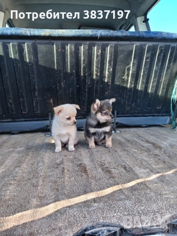 мъжки и женски кучета , снимка 3 - Пинчер - 52864232
