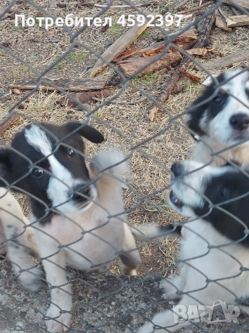 Кученца , снимка 5 - Други - 51697843