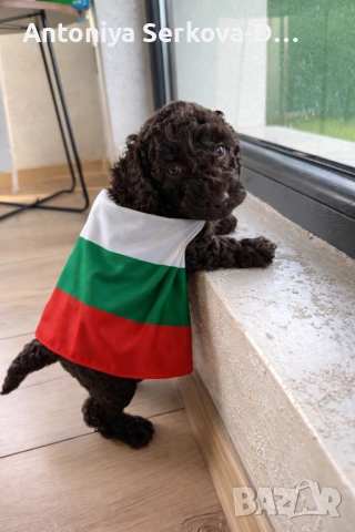 Poodle mini/Пудел мини