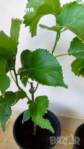 Acalypha curly Къдрава Акалифа екзотично растение , снимка 5 - Градински цветя и растения - 46838588