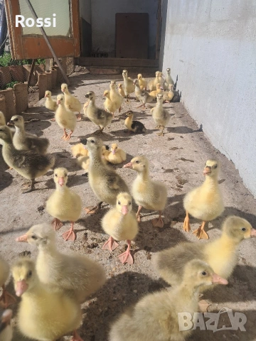 НеМи патета и ГъСета