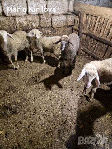 Продавам овце , снимка 3 - Овце - 45646879