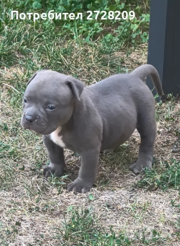 Американско Були Покет/ American Bully Pocket, снимка 12 - Питбул - 51488455