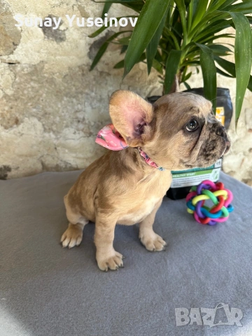 Френски булдочета (флъфи ген), снимка 3 - Френски булдог - 54108361