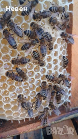 Пчелни майки - Отводки, снимка 8 - За пчели - 37024156