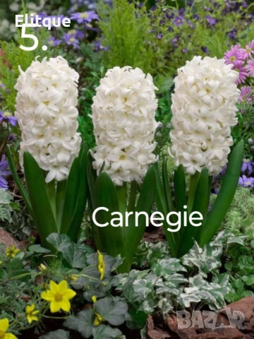 зюмбюл , снимка 6 - Градински цветя и растения - 53265198