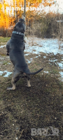 Американско були ХЛ мъжко  за разплод , снимка 4 - Питбул - 53702254