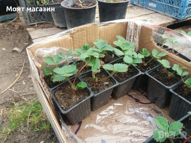 Ягода - Мадам Муто, снимка 6 - Градински цветя и растения - 53645515