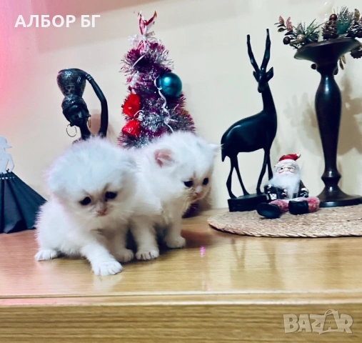 Шотландски котета, снимка 5 - Британска късокосместа - 53060977