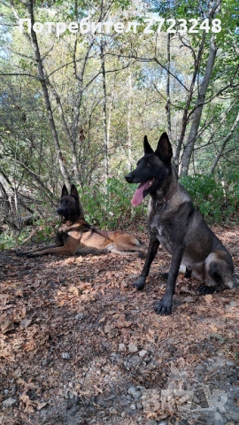 Кученце белгийска овчарка , снимка 2 - Белгийска овчарка - 53131948