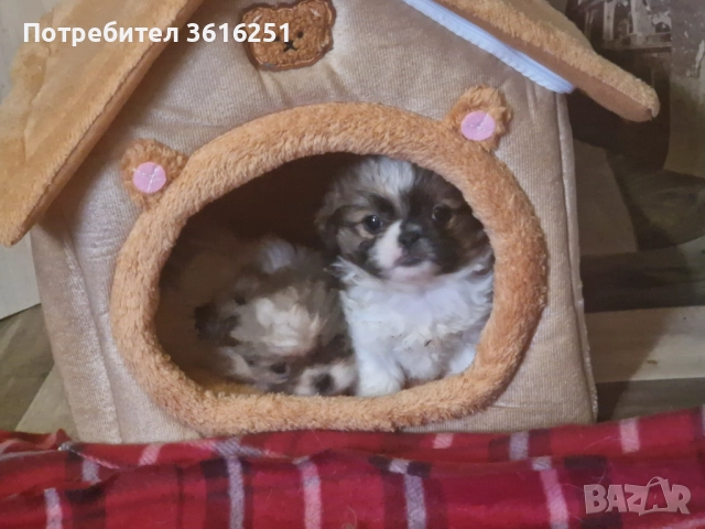 Мъжко пекинезче