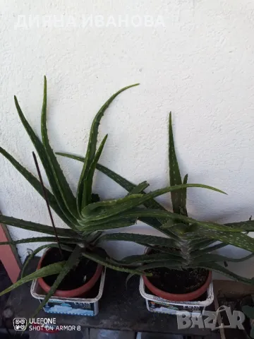 ЖЪЛТА КЛИВИЯ, АЛОЕ ARBORESCENS И АЛОЕ BARBADENSIS., снимка 8 - Стайни растения - 49868477