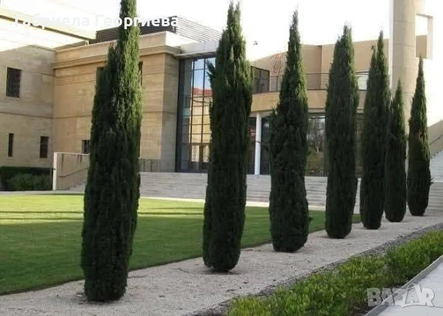 Кипарис "Тотем ", снимка 2 - Градински цветя и растения - 54001994