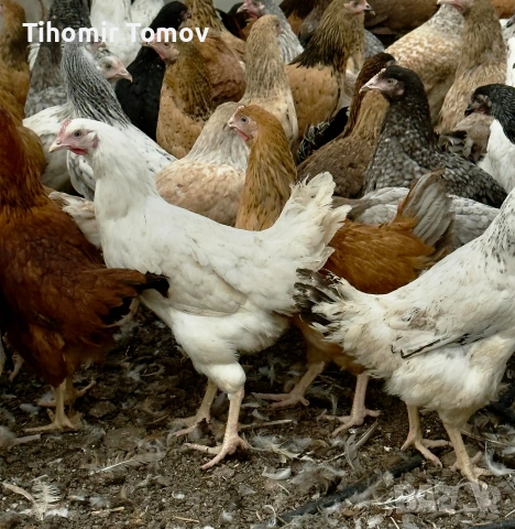 продавам ярки кръстоска за яйца и месо , снимка 3 - Кокошки и пуйки - 54167627