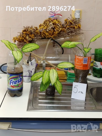  Дифенбахия !!! РАЗПРОДАЖБА (-40%)!!!, снимка 5 - Стайни растения - 46264327