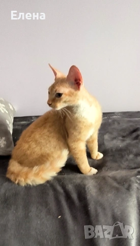 Браш кьдравокос момченце , снимка 2 - Сфинксове - 52185858