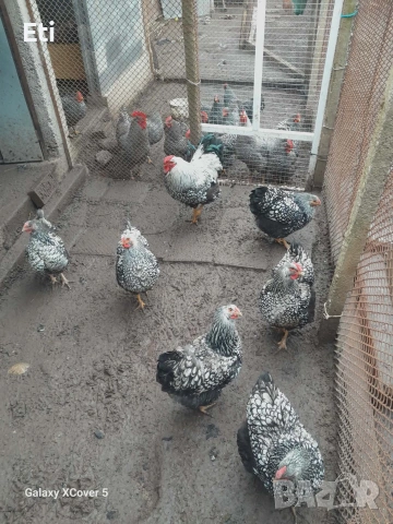 Билефелдер, Амрок и Виендот 