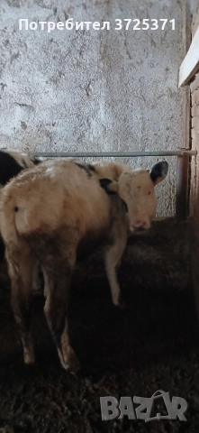 Продавам 2 бр телета , снимка 4 - Крави - 52905013