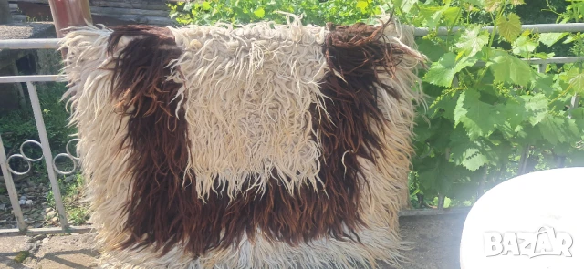 Родопски китеник 