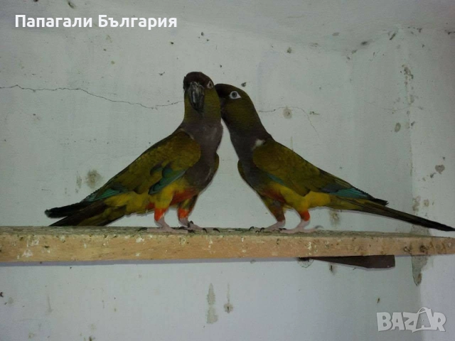 Работна двойка Патагонски Папагали