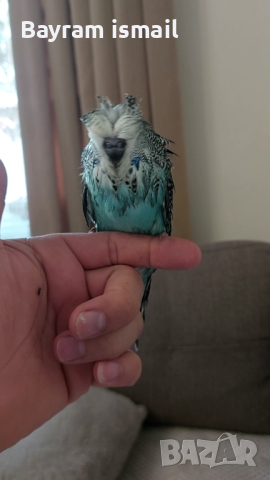 Ръчно хранен социален изложбен вълнист папагал   ръчно хранени, снимка 5 - Папагали - 42675098