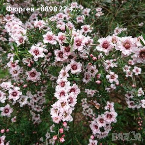   Чаено дърво (leptospermum 'appleblossom'), снимка 2 - Декорация за дома - 45720108