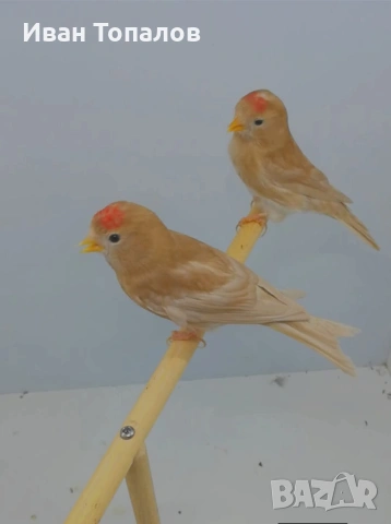 продавам канари орфей иняко друг жълт ахат 