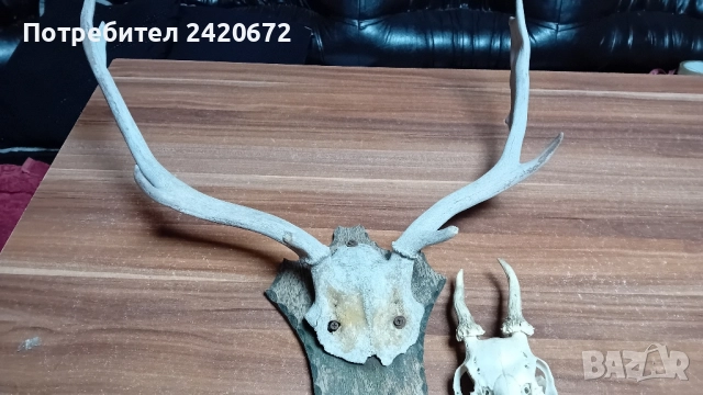 еленови рога с череп, снимка 3 - Декорация за дома - 52070844