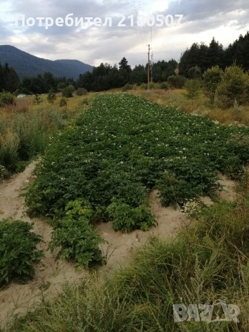 Картофи семе, снимка 2 - Разсади - 38859159