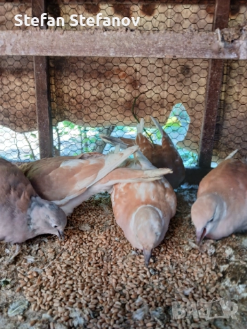 Продавам гургулици скумрийки ( скумурутки ), снимка 4 - други­ - 51890873