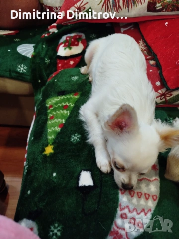 Мъжко мини чихуахуа, снимка 7 - Чихуахуа - 52417903