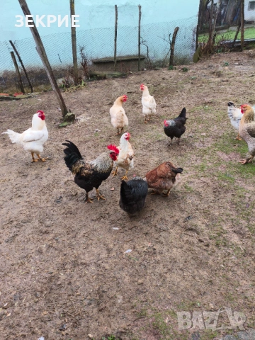 Продавам Оплодени Домашни Яйца , снимка 7 - Кокошки и пуйки - 53456186