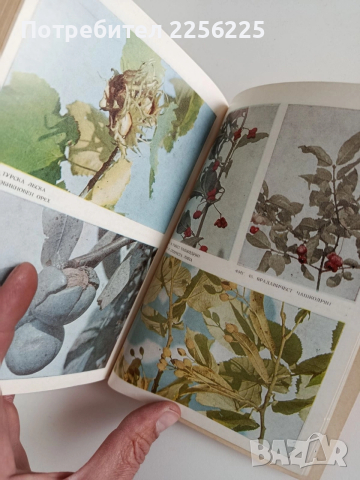 Нашите горски плодове и тяхното използване, снимка 4 - Специализирана литература - 52920634