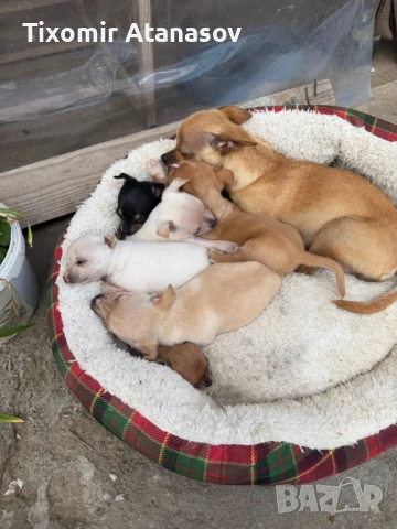 Чихопинчер