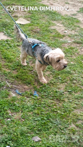 Продавам породисто йорки, снимка 4 - Йоркширски териер - 53872010