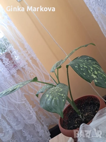 Дифенбахия - 6лв., снимка 1
