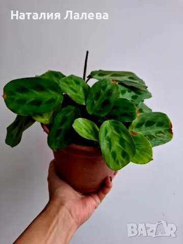 Маранта, maranta cristata, снимка 2 - Стайни растения - 48782300