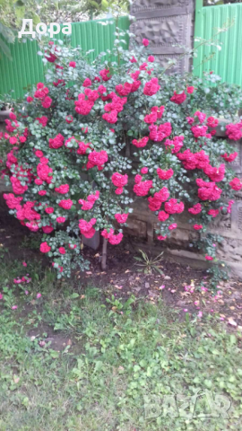 Щамбови рози, цветово разнообразие., снимка 10 - Градински цветя и растения - 44639785