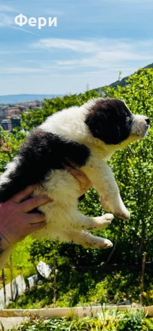 Българско овчарско куче(каракачанско), снимка 6 - Каракачанска овчарка - 45586308
